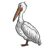 Pelican