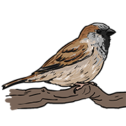 sparrow