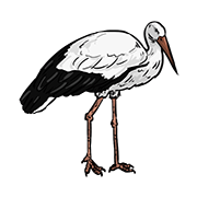 Stork