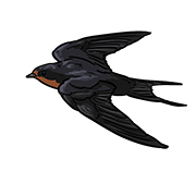 swallow