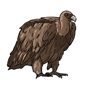 vulture