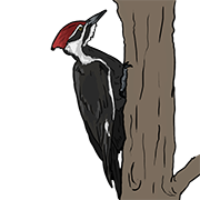 woodpecker