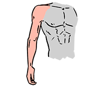 arm