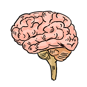 brain