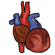 heart