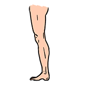 leg