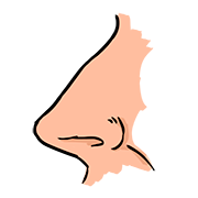 nose