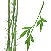 bamboo