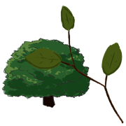 beech