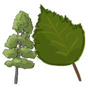 birch