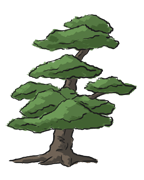 bonsai