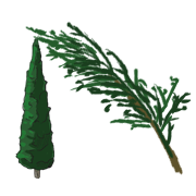 cypress