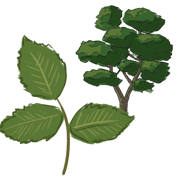 elm