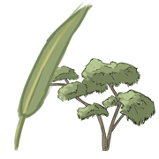 eucaluptus