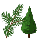 fir