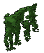 ivy