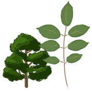 larch