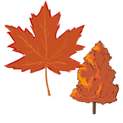 maple