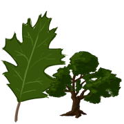 oak