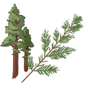 redwood