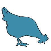 chicken