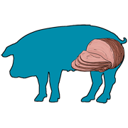 ham