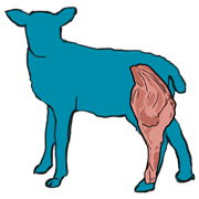 leg