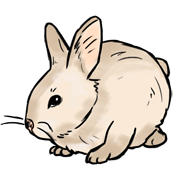 rabbit