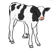 calf
