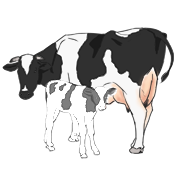 cow