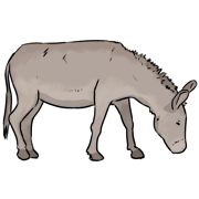 donkey
