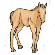 foal