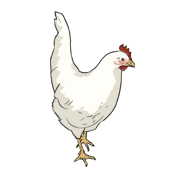hen
