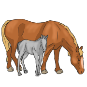 horse