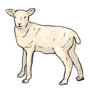 lamb
