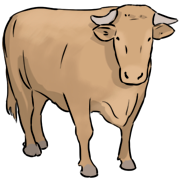 ox