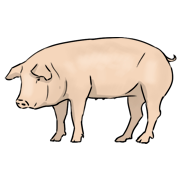 pig