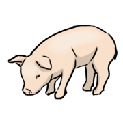piglet