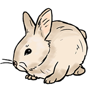 rabbit