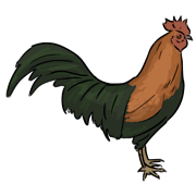 rooster