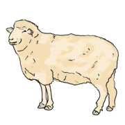 sheep