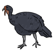 turkey