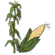 corn