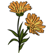 calendula calendula