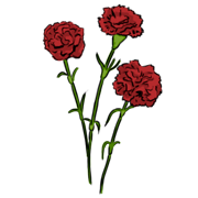 carnation carnation