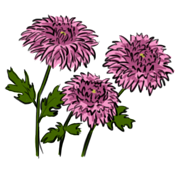 chrysanthemun chrysanthemun