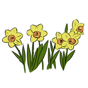 dadffodil Daffodil