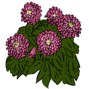 dhalia dhalia