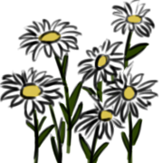 Dailsy Daisy