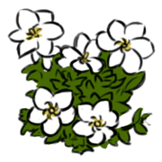 gardenia gardenia